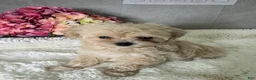 Maltipoo dogs for sale: Mars - Ad 7