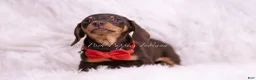 Miniature Dachshund dogs for sale: Eminem - Ad 4