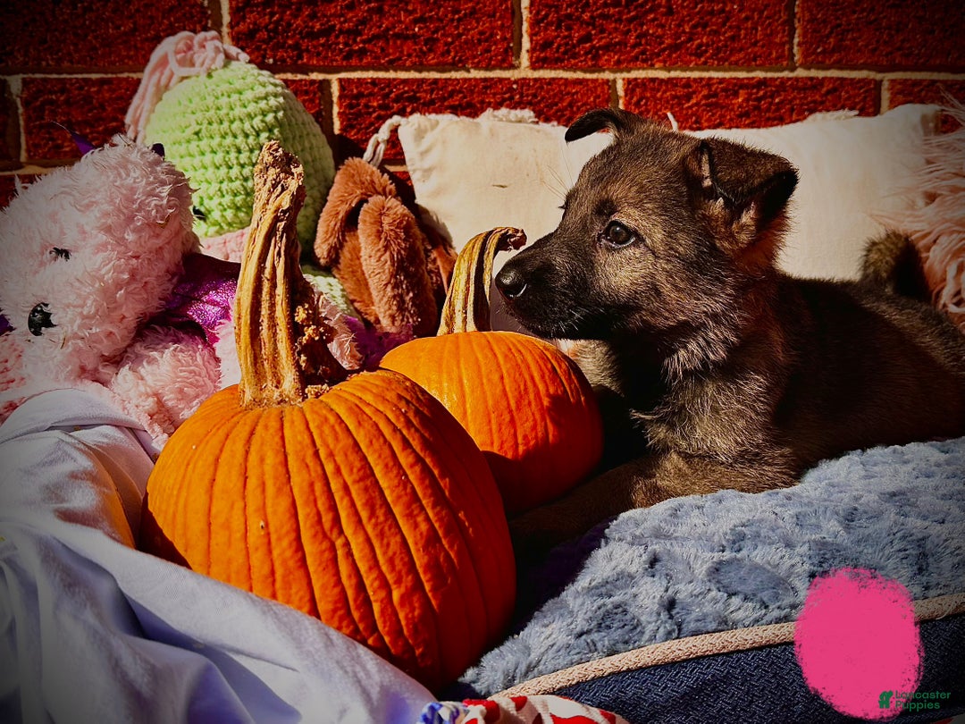 German Shepherd dogs for sale: ZARA - Ad 1