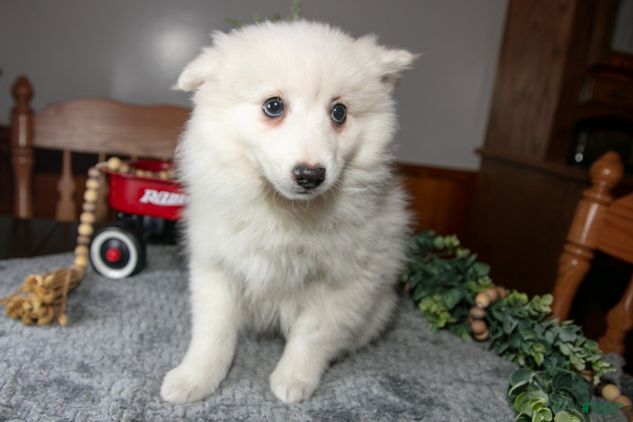American Eskimo dogs Pearl - Ad 2