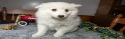 American Eskimo dogs for sale: Pearl - Ad 2