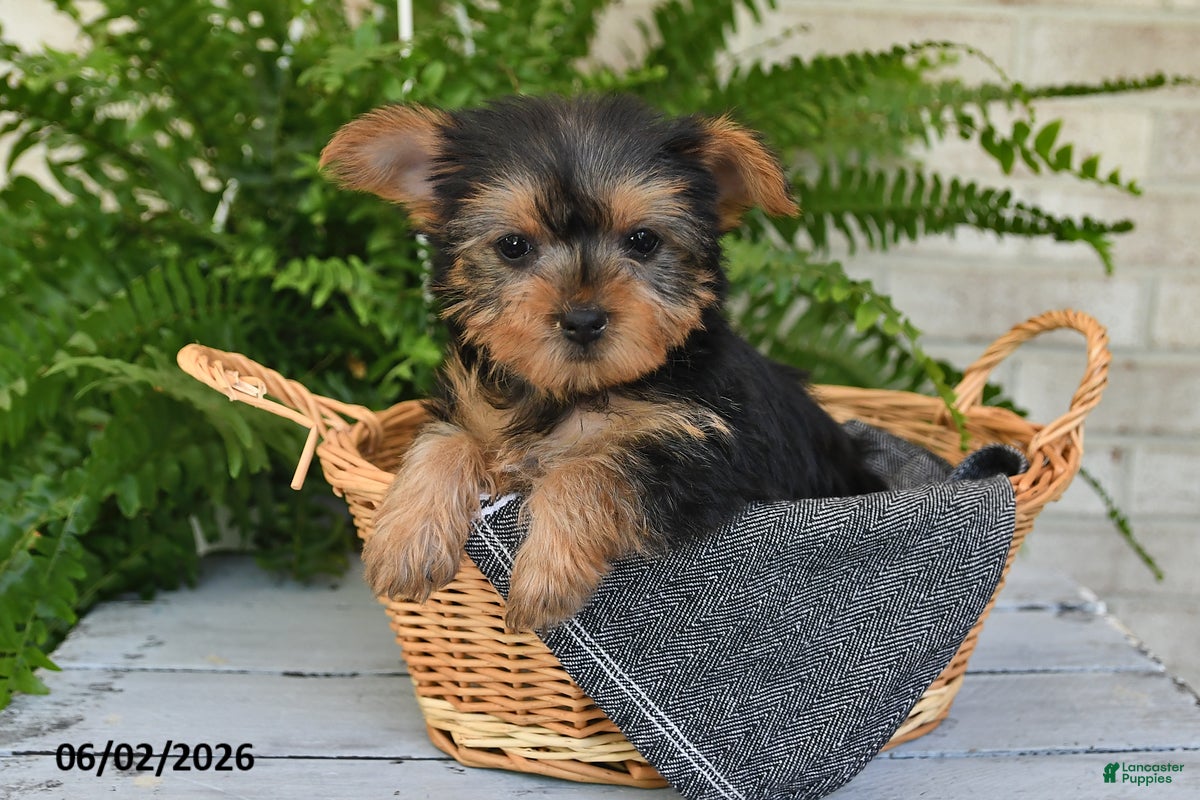 Yorkshire Terrier dogs for sale: Muffin - Ad 5