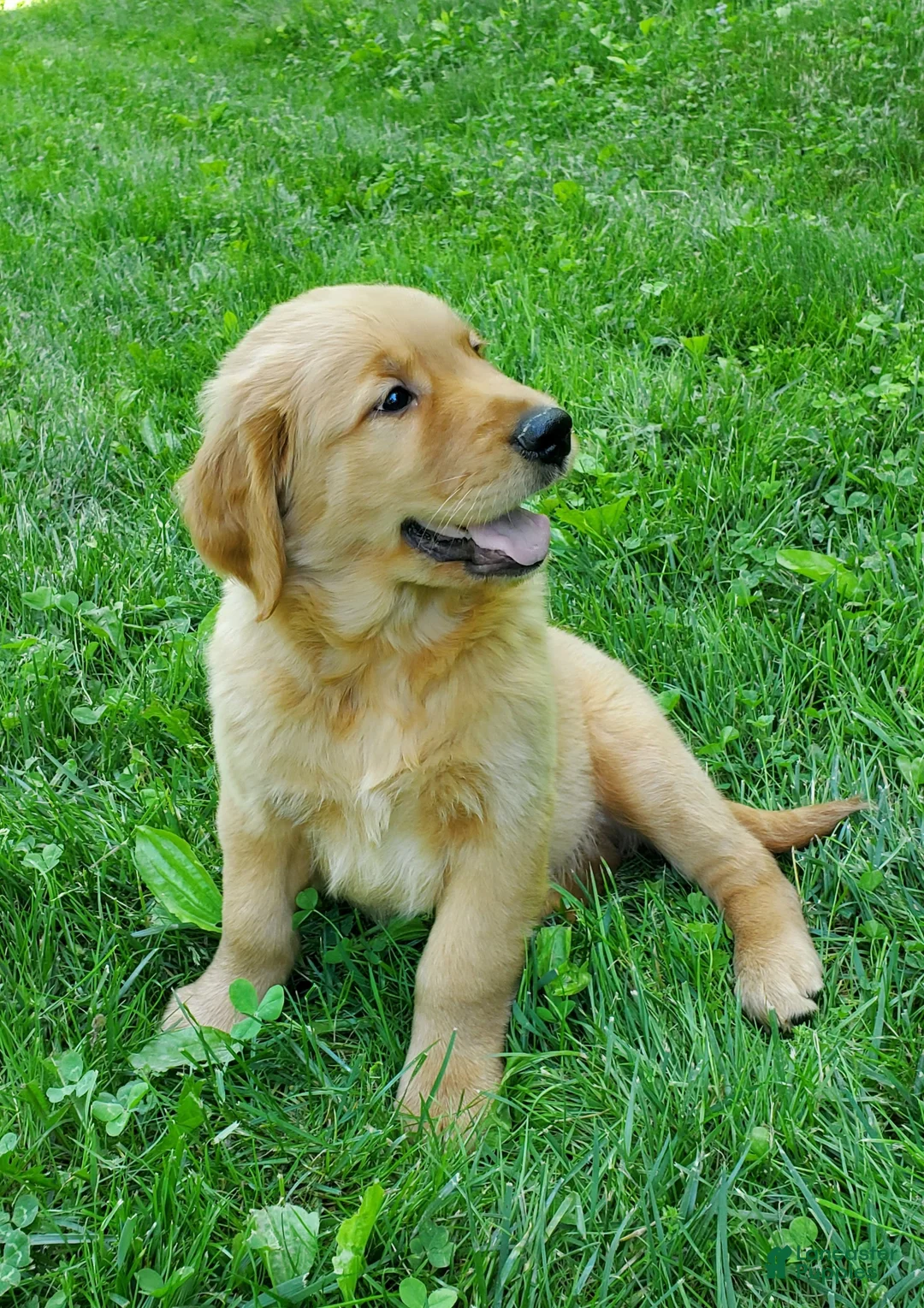 Golden Retriever dogs for sale: Copper - Ad 2