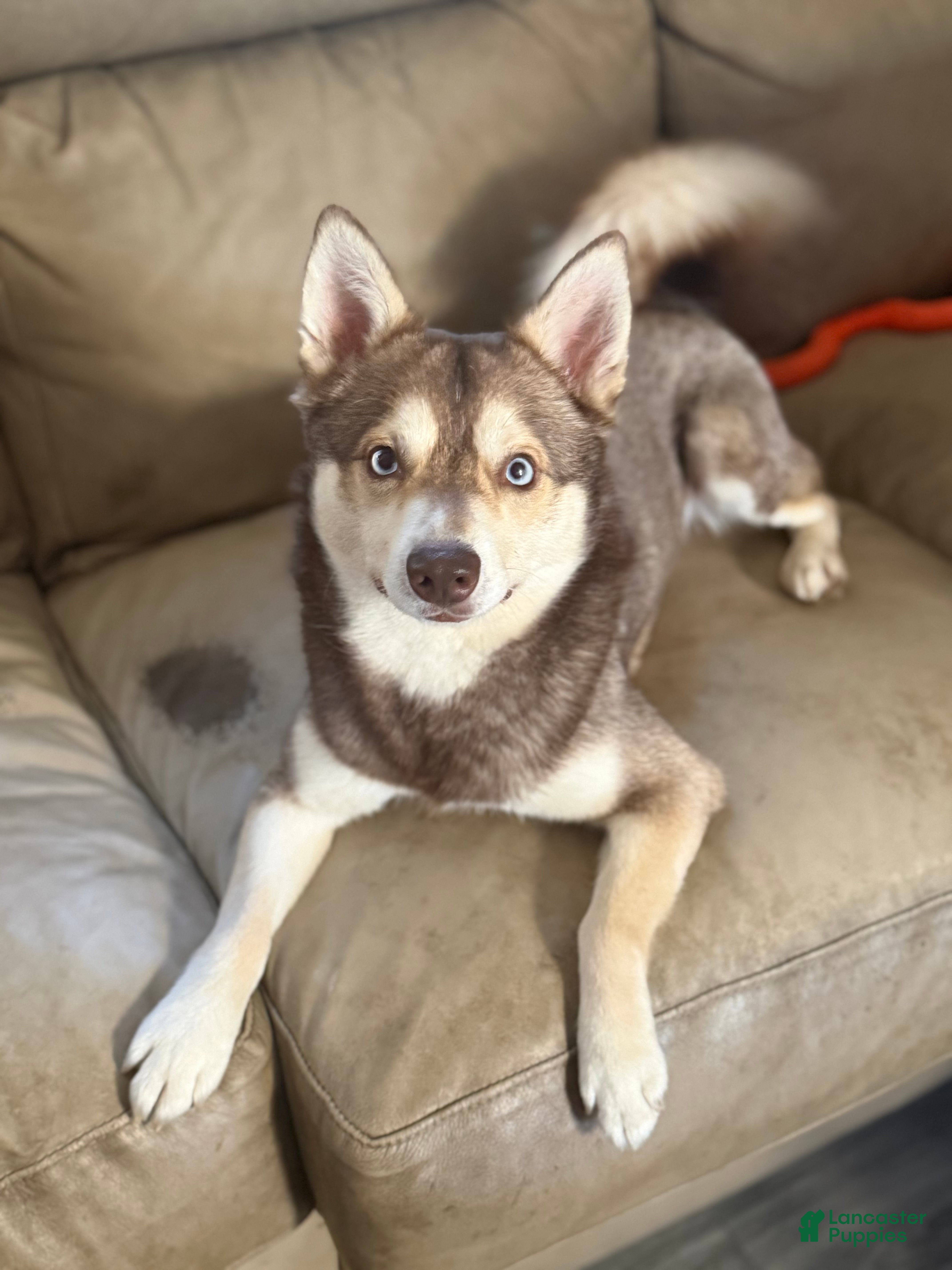 Alaskan Klee Kai dogs Alaskan Klee Kai Puppy 1 - Ad 2