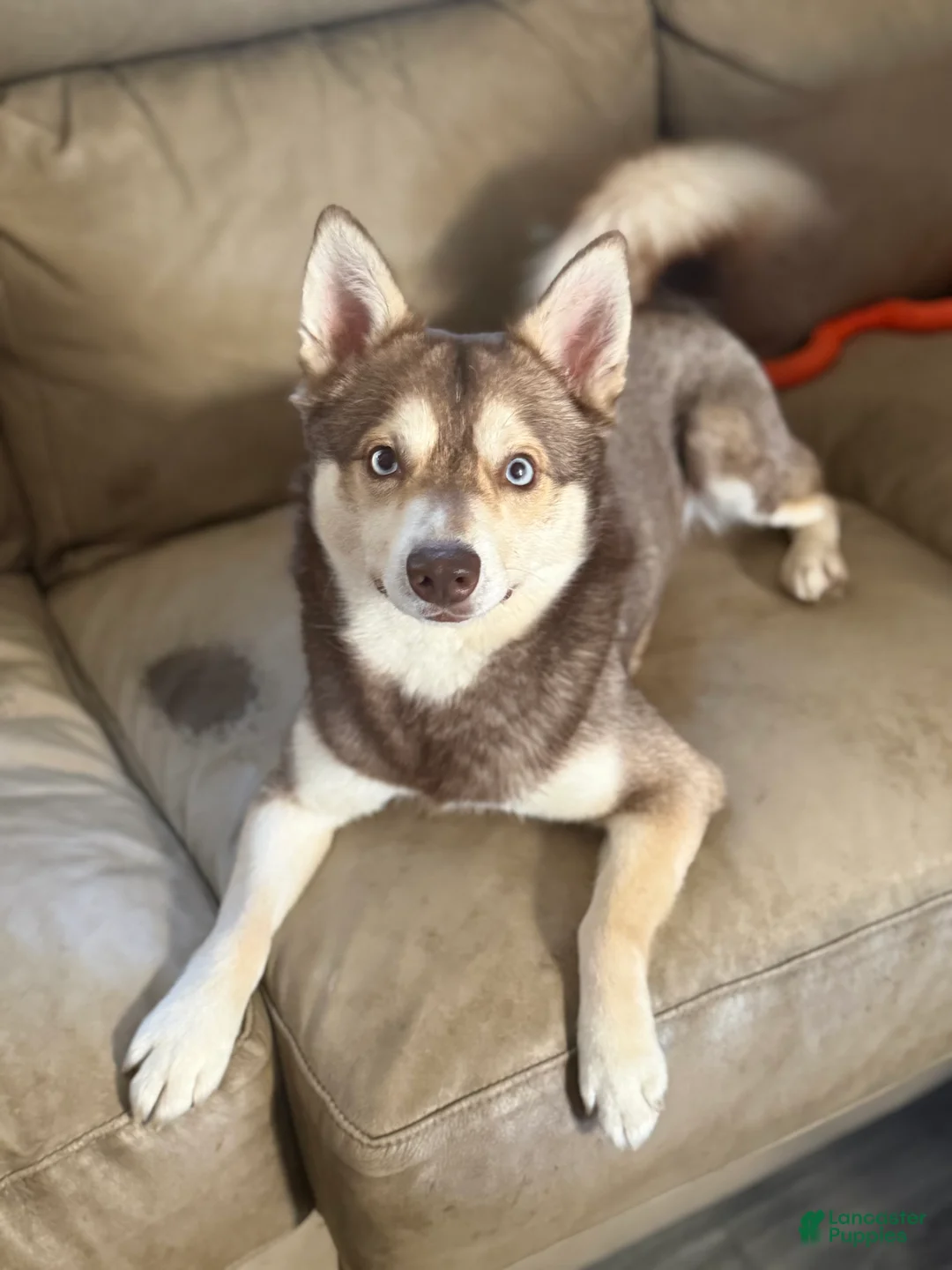 Alaskan Klee Kai dogs for sale: Alaskan Klee Kai Puppy 1 - Ad 2