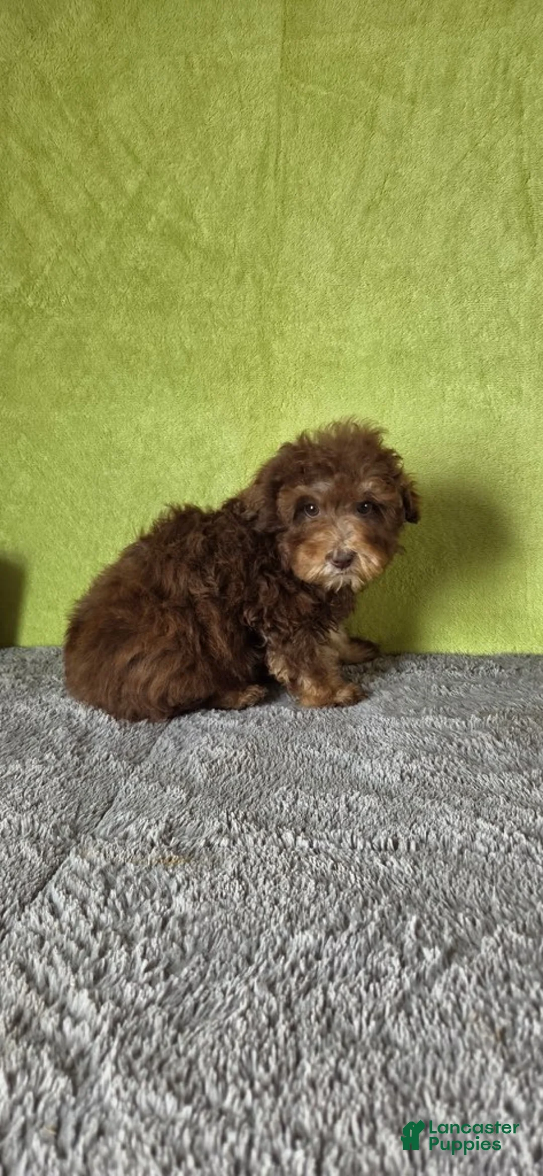 Miniature Poodle dogs for sale: Charlie - Ad 5