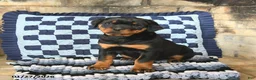 Rottweiler dogs for sale: Remy - Ad 3