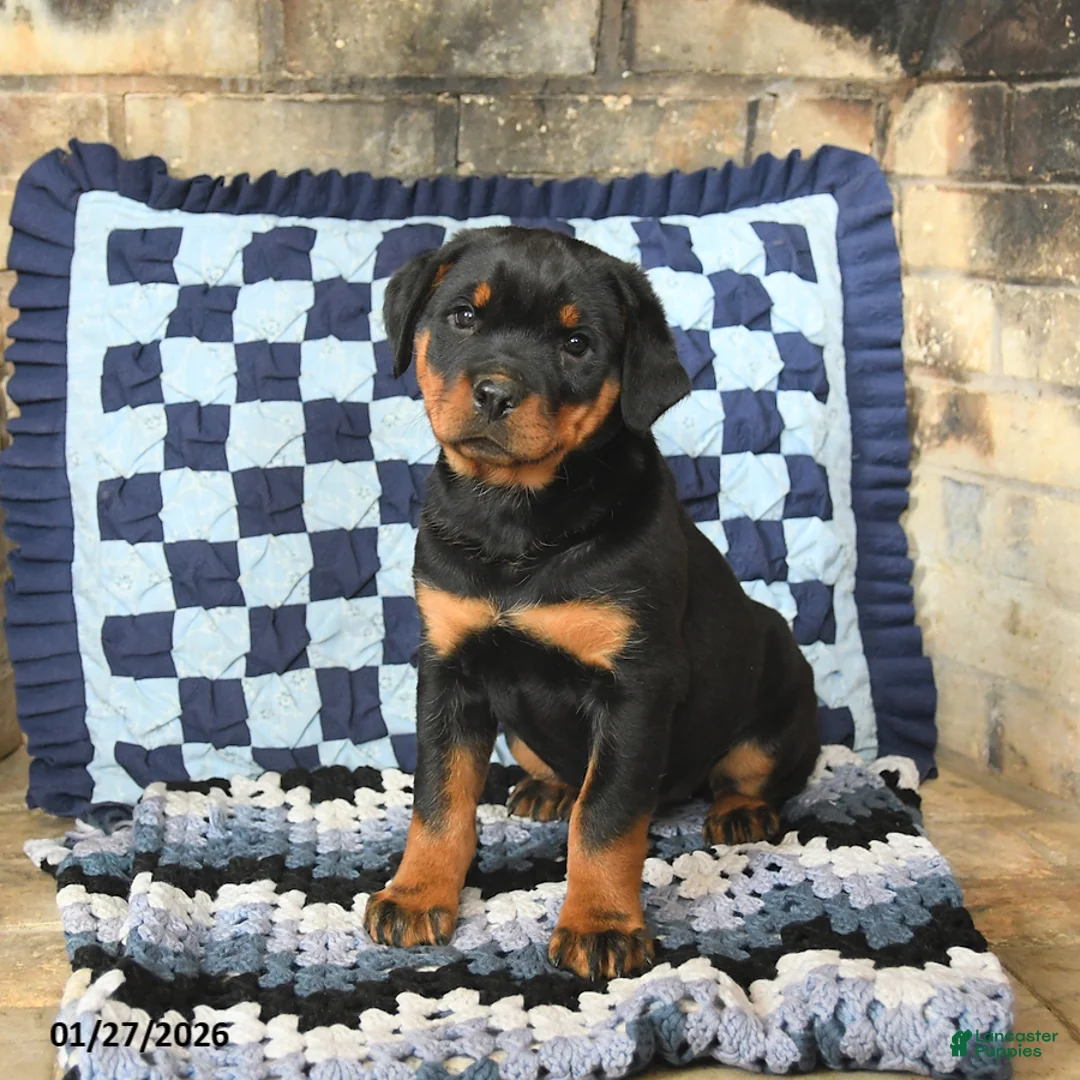 Rottweiler dogs for sale: Remy - Ad 3