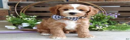 Cavapoo dogs for sale: Corbin - Ad 6