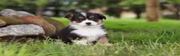 Welsh Corgi Pembroke dogs for sale: Bee - Ad 5