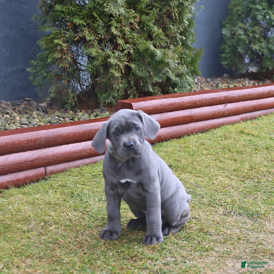 Cane Corso dogs Glory - Ad 1