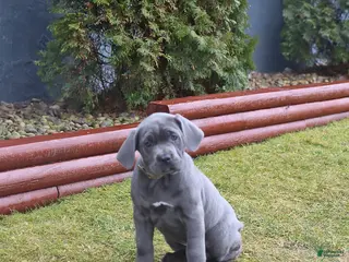 Cane Corso dogs for sale: Glory - Ad 3