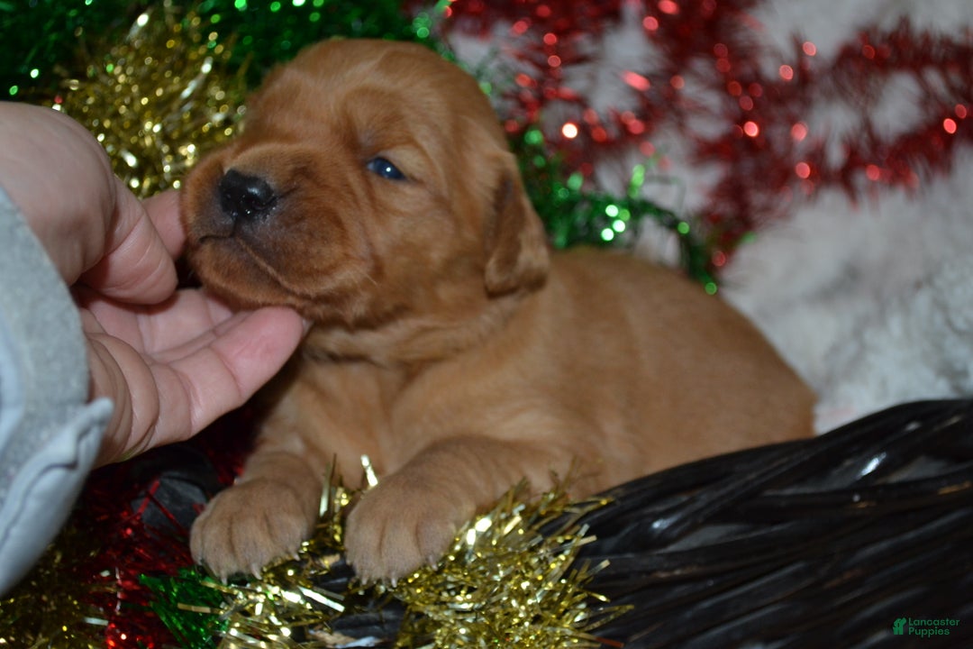 Golden Retriever dogs for sale: Penny - Ad 4