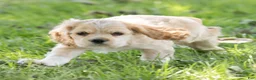 Cocker Spaniel dogs for sale: Buddy Cocker Spaniel  - Ad 7