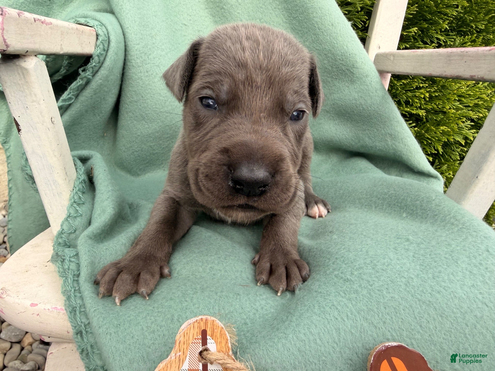 Oliver
