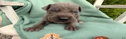 Great Dane dogs for sale: Oliver  - Ad 1