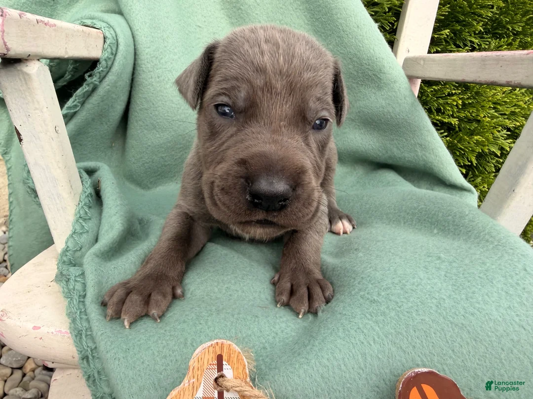 Great Dane dogs for sale: Oliver  - Ad 1