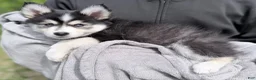 Pomsky dogs for sale: Daisy  - Ad 8