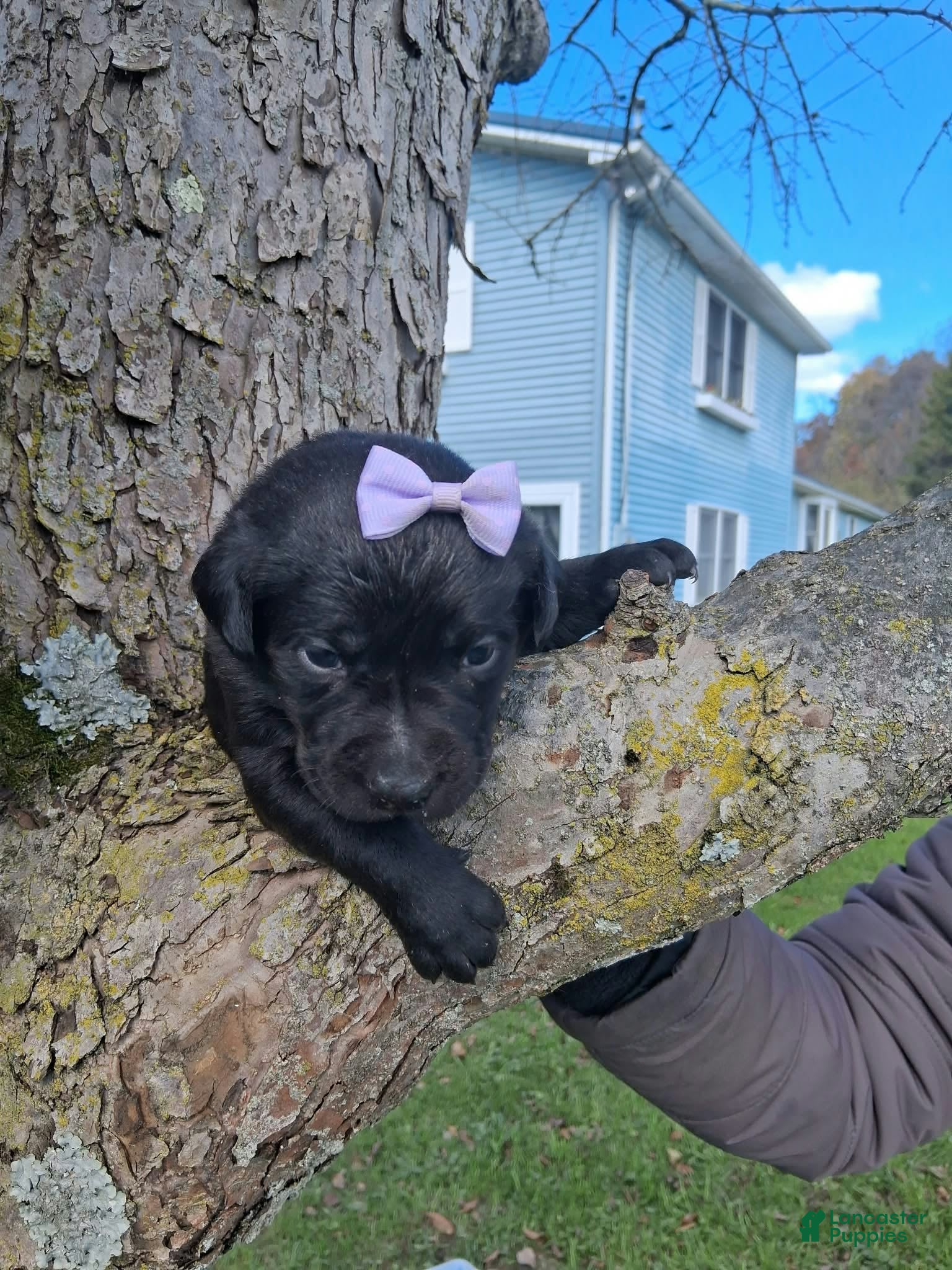 Labrador Retriever dogs for sale: Shady - Ad 2