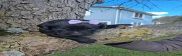 Labrador Retriever dogs for sale: Shady - Ad 2