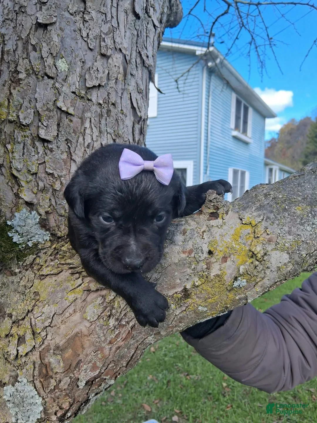 Labrador Retriever dogs for sale: Shady - Ad 2