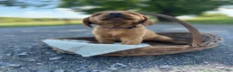 Mixed Breed dogs for sale: Bria - Ad 3