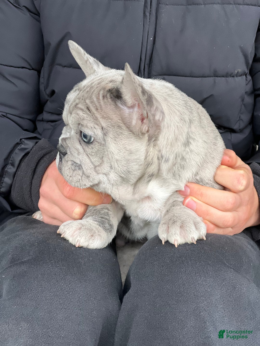 French Bulldog dogs for sale: Oscar - Ad 3