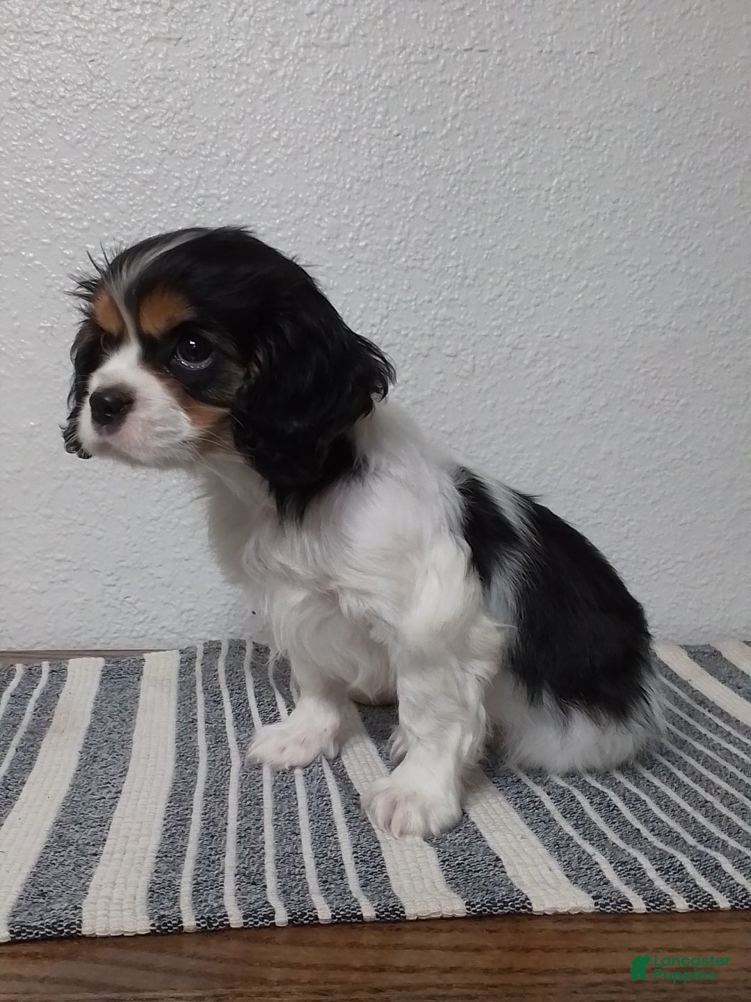 Cavalier King Charles Spaniel dogs for sale: Sam - Ad 4