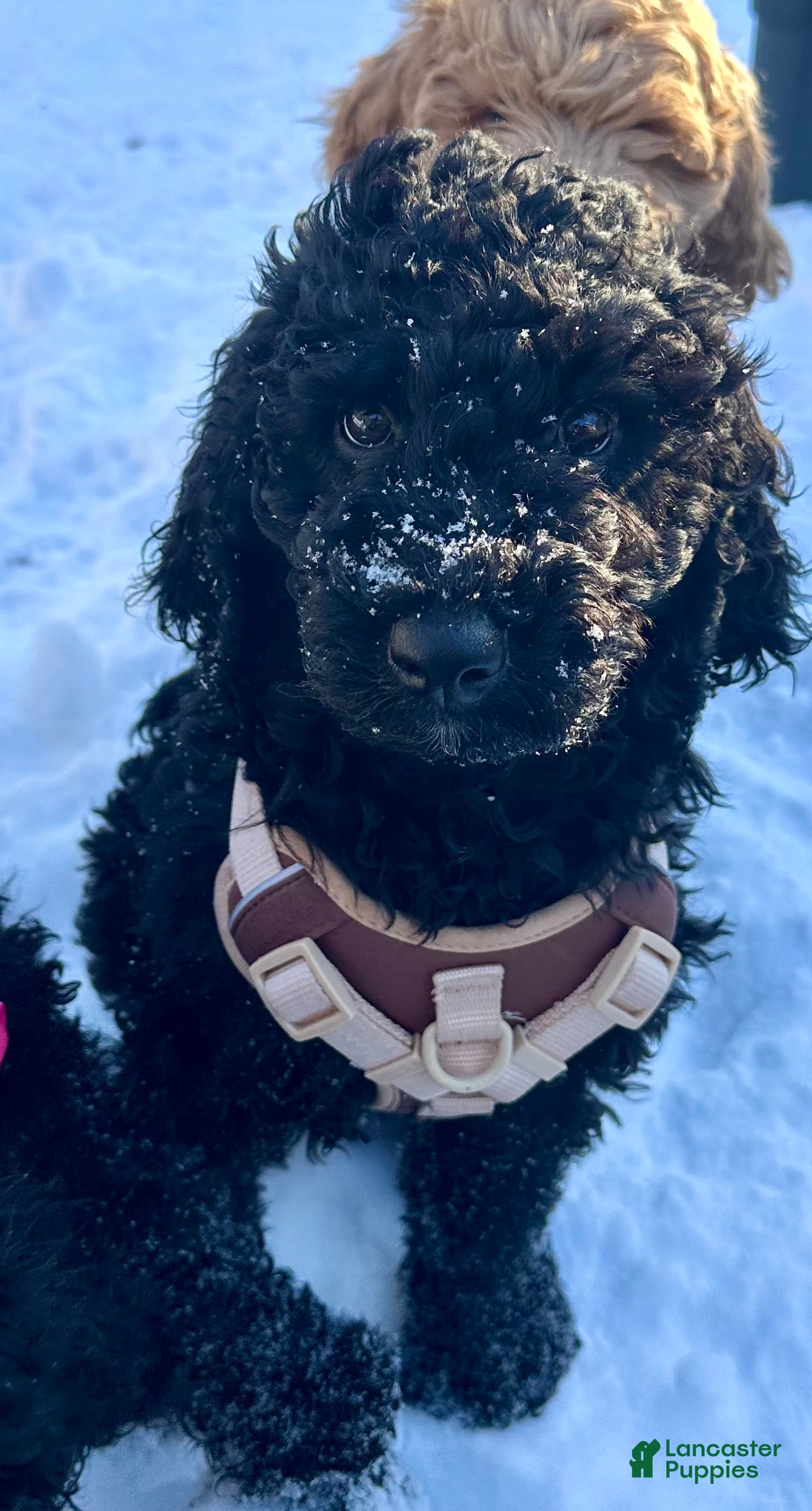 Mixed Breed dogs Fiyero - Ad 2