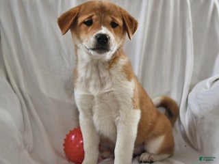 Mixed Breed dogs - Ad 17