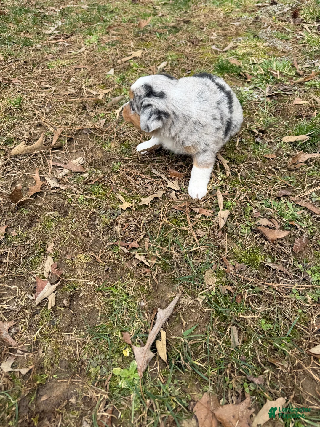 Australian Shepherd dogs for sale: Bo - Ad 8