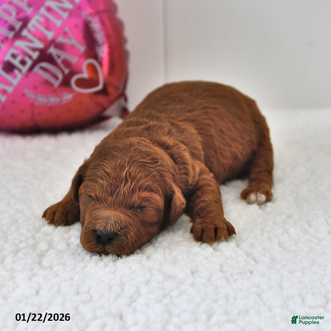 Mini Goldendoodle dogs for sale: Benji - Ad 3