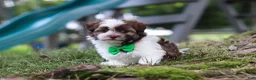 Havanese dogs for sale: Alex - Ad 7