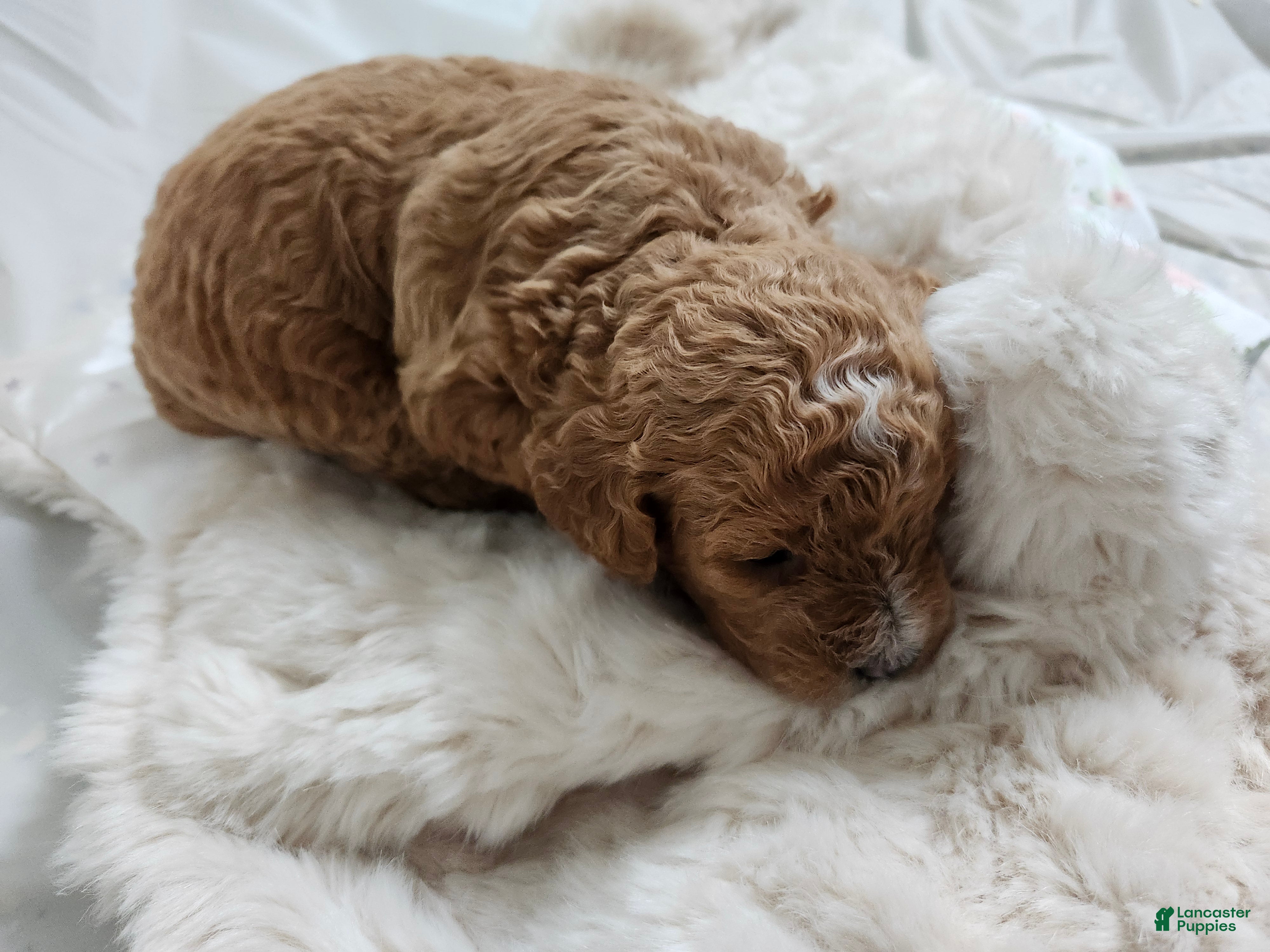 Cavapoo dogs Felicity  - Ad 1