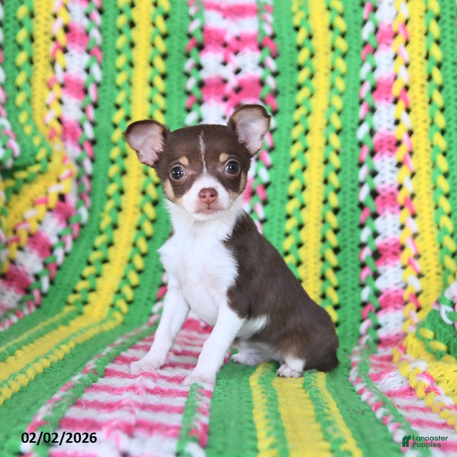 Chihuahua dogs Lily - Ad 40