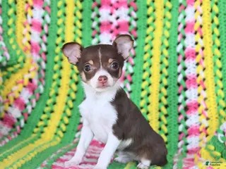 Chihuahua dogs Lily - Ad 40