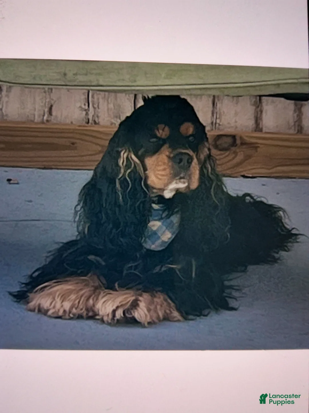 Cocker Spaniel dogs for sale: Cocker Spaniel Puppy 1 - Ad 5