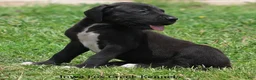 Great Dane dogs for sale: Maya - Ad 9