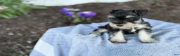 Miniature Schnauzer dogs for sale: Tereesa - Ad 16