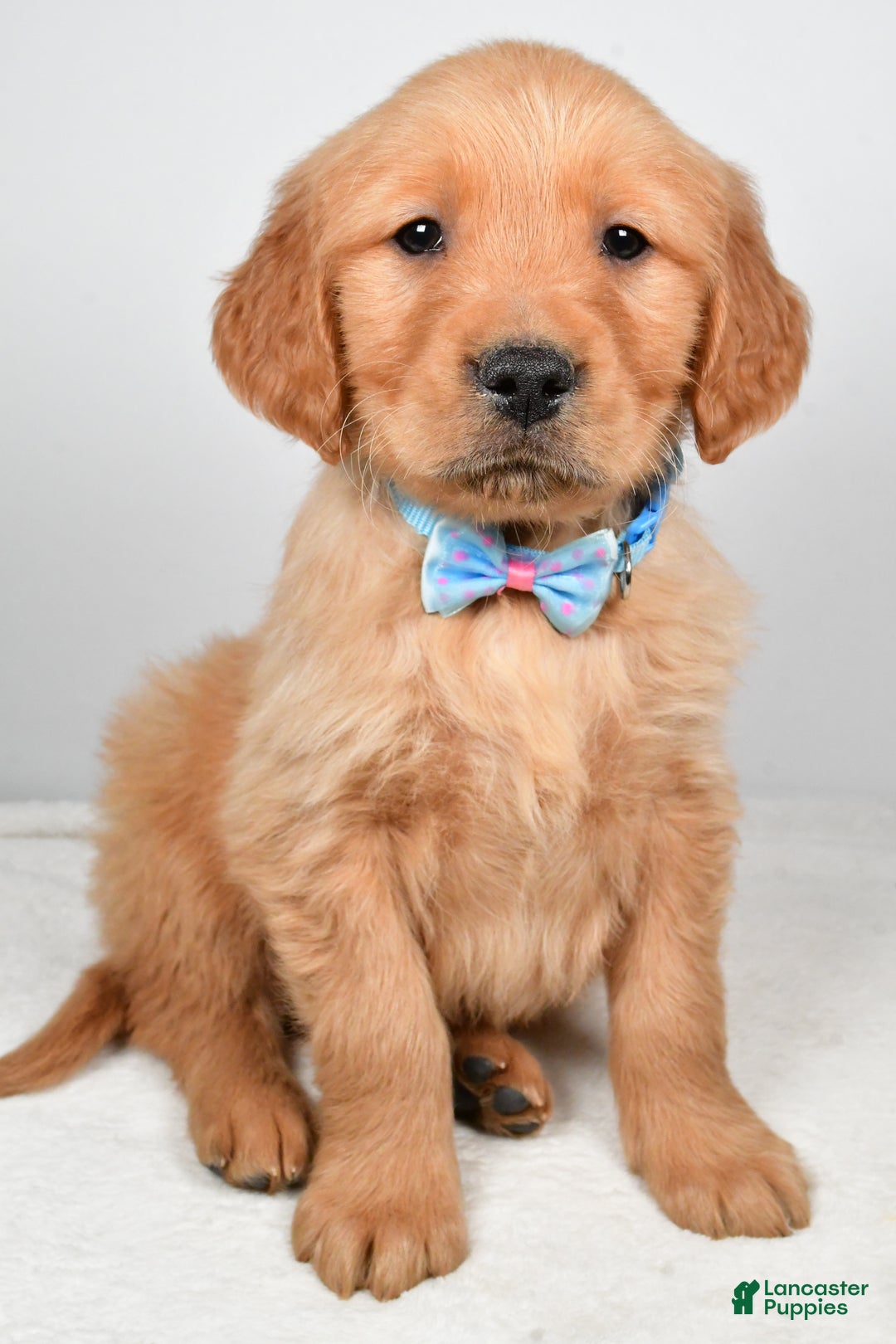 Golden Retriever dogs for sale: Kevin - Ad 6