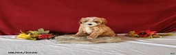 Cavapoo dogs for sale: Tango - Ad 3