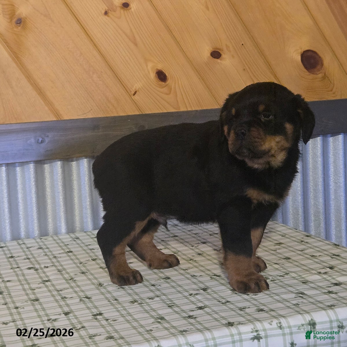 Rottweiler dogs Kyle - Ad 2