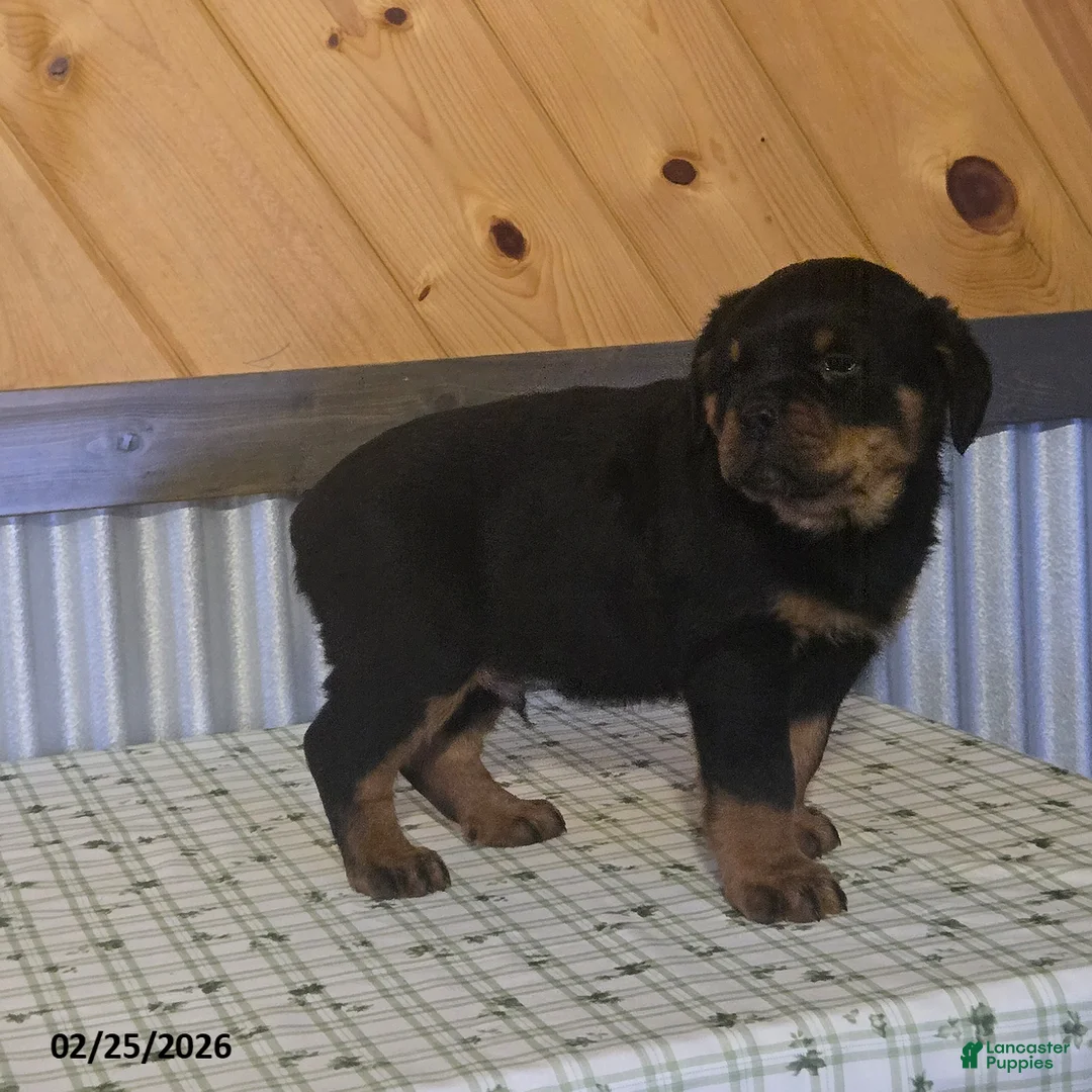 Rottweiler dogs for sale: Kyle - Ad 2