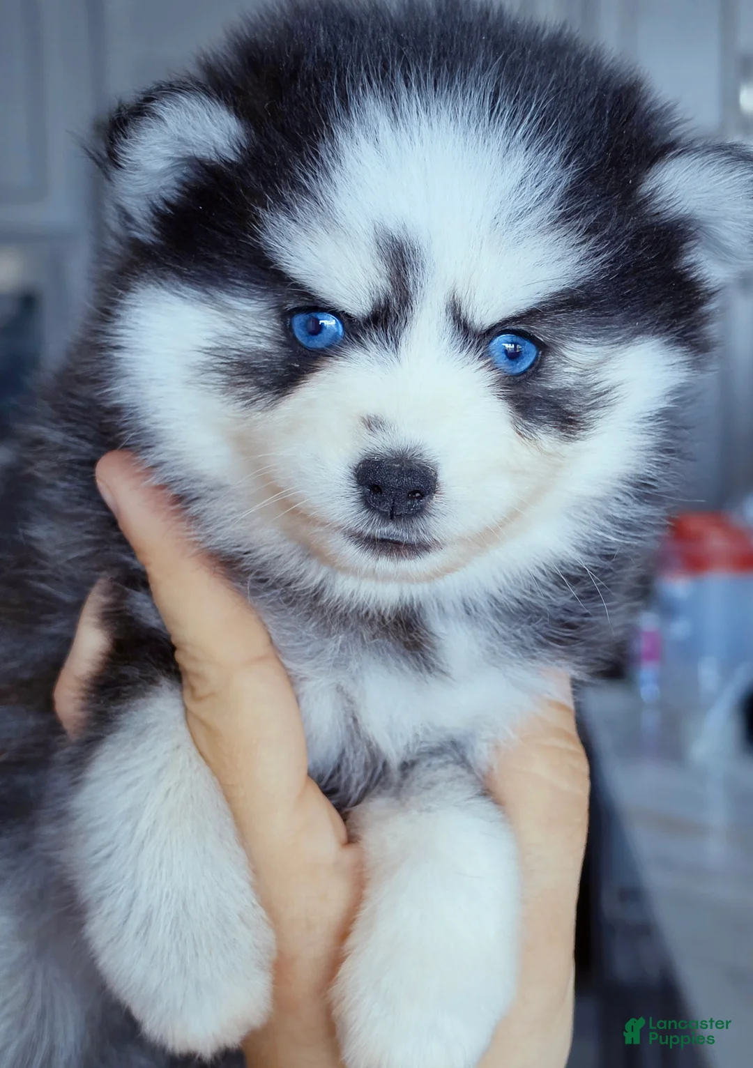 Pomsky dogs for sale: Raya - Ad 3