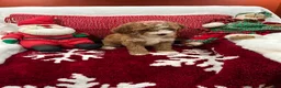 Mini Goldendoodle dogs for sale: Petite Tuxedo Mini Goldendoodle Emmalene - Ad 3