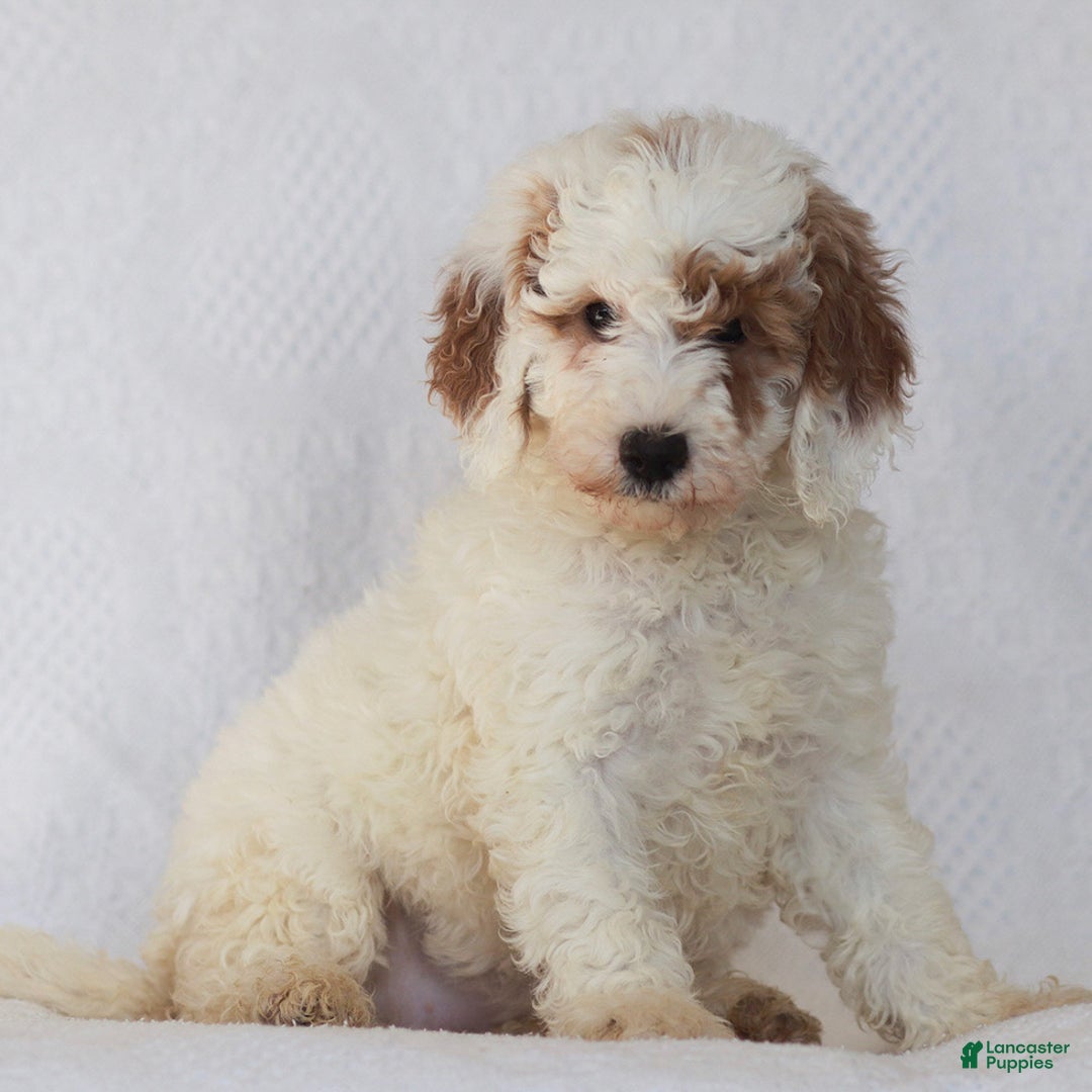 Mixed Breed dogs for sale: Rosy - Ad 3