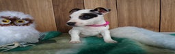 Jack Russell Terrier dogs for sale: Jack Russell Terrier Puppy 6 Serena - Ad 2