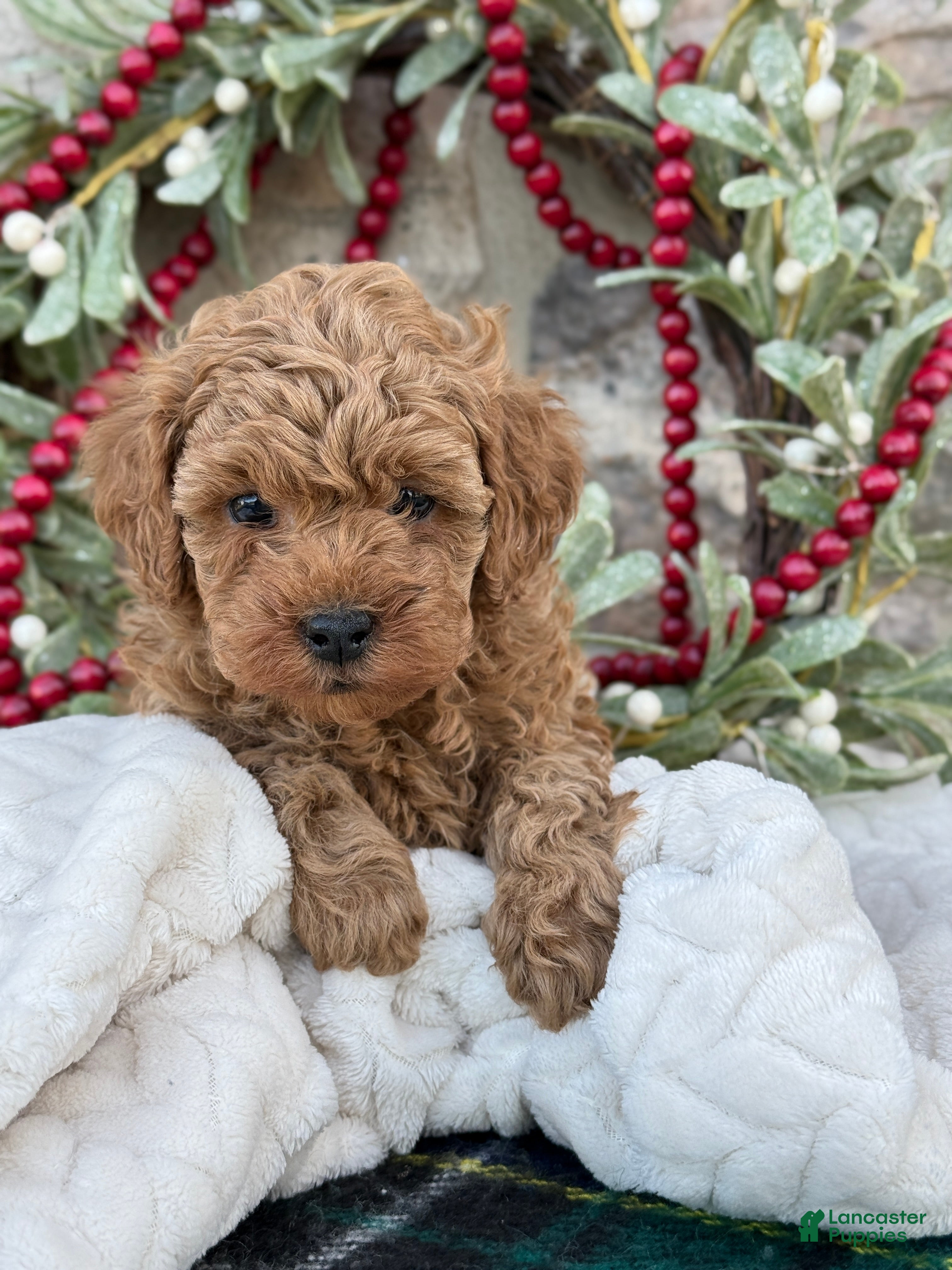 Toy Poodle dogs Trenton - Ad 6