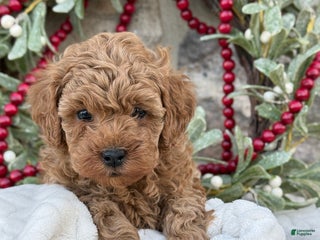 Toy Poodle dogs Trenton - Ad 23