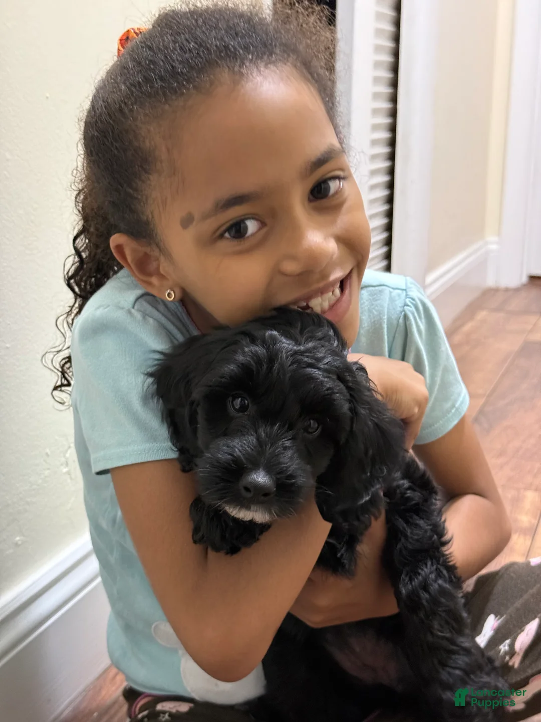Mini Goldendoodle dogs for sale: Mini Goldendoodle Puppy 1 - Ad 1